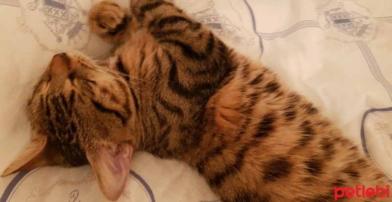 Tekir Kedi, Kedi  Solana fotoğrafı