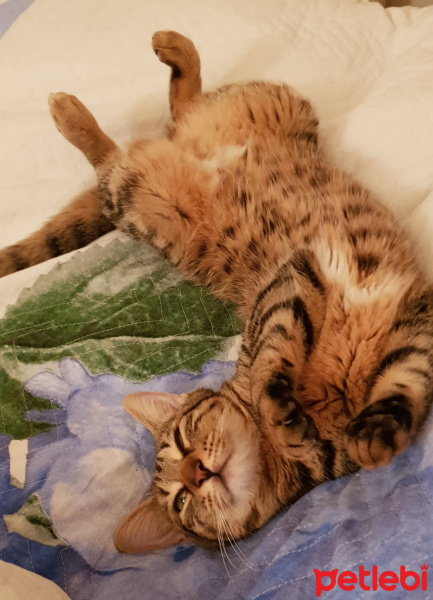 Tekir Kedi, Kedi  Solana fotoğrafı