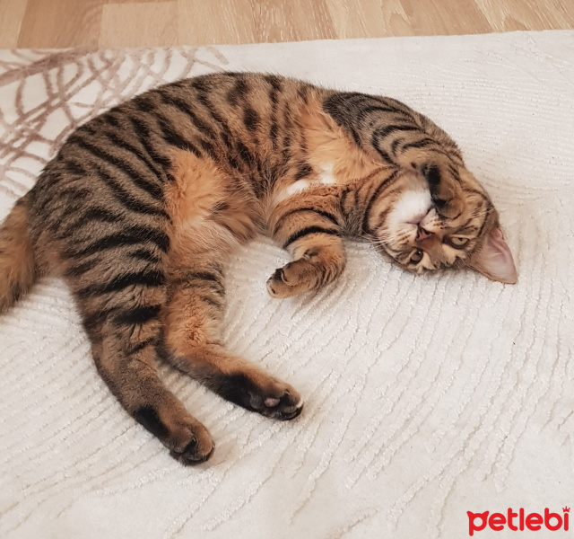 Tekir Kedi, Kedi  Solana fotoğrafı