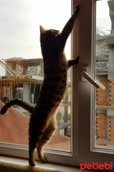 Tekir Kedi, Kedi  Solana fotoğrafı