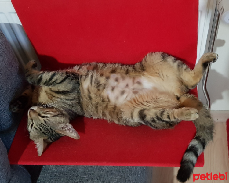 Tekir Kedi, Kedi  Solana fotoğrafı