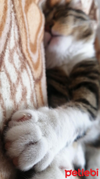 Tekir Kedi, Kedi  Luppo fotoğrafı