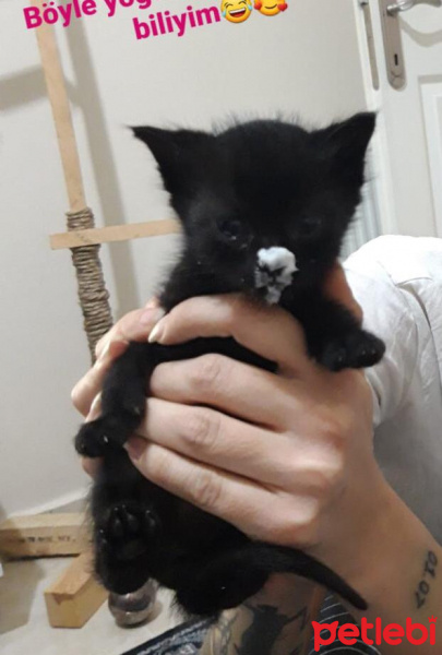 Tekir Kedi, Kedi  ŞANSLI fotoğrafı