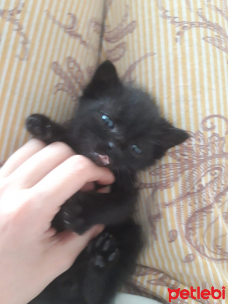 Tekir Kedi, Kedi  ŞANSLI fotoğrafı