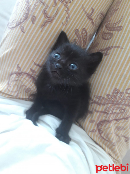 Tekir Kedi, Kedi  ŞANSLI fotoğrafı