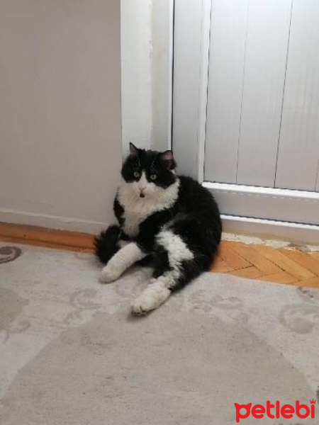 Tekir Kedi, Kedi  Ricardo fotoğrafı