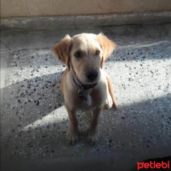 Golden Retriever, Köpek  rex fotoğrafı