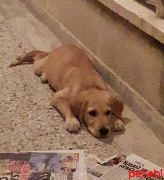 Golden Retriever, Köpek  rex fotoğrafı
