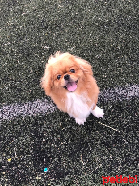 Pekingese, Köpek  Caş fotoğrafı