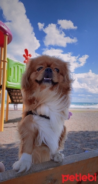 Pekingese, Köpek  Caş fotoğrafı