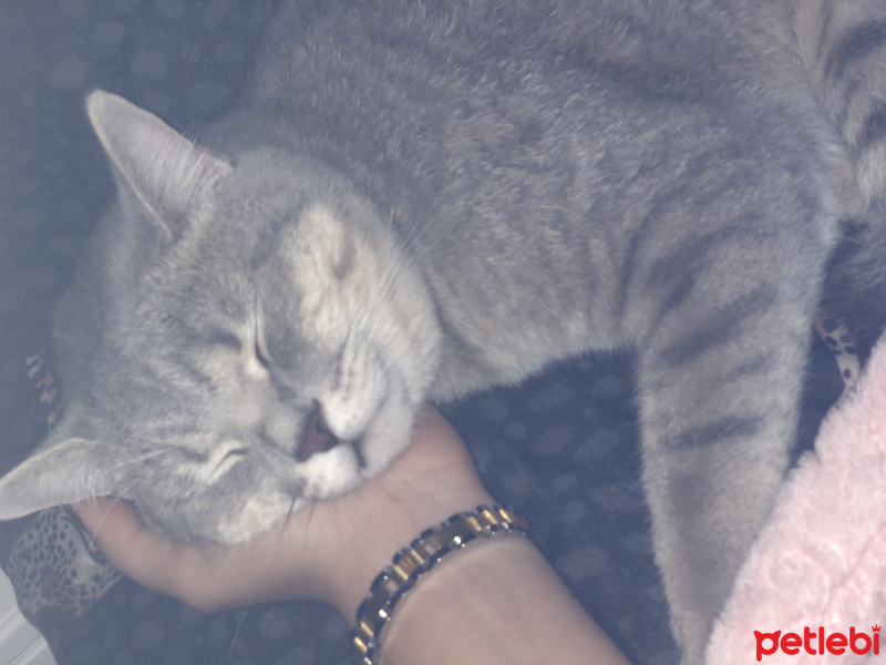 British Shorthair, Kedi  Leo fotoğrafı