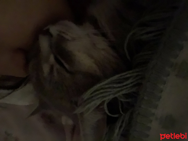 British Shorthair, Kedi  Leo fotoğrafı