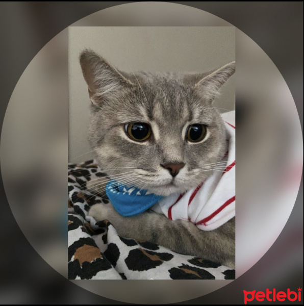 British Shorthair, Kedi  Leo fotoğrafı
