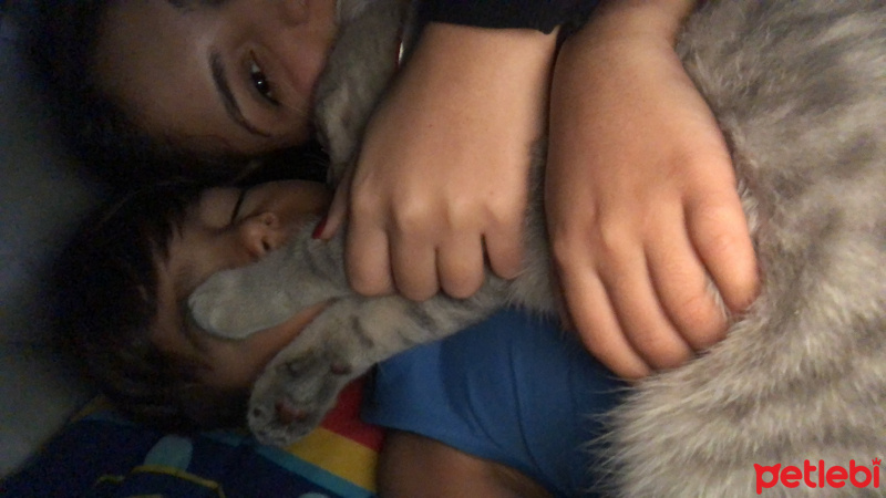 British Shorthair, Kedi  Leo fotoğrafı