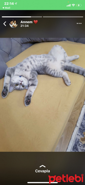 British Shorthair, Kedi  Leo fotoğrafı