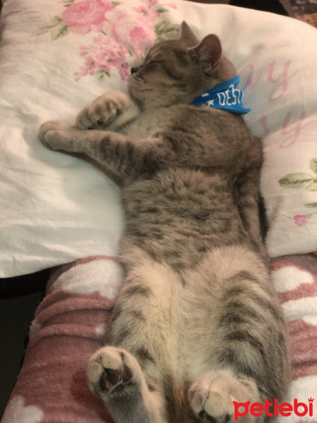 British Shorthair, Kedi  Leo fotoğrafı
