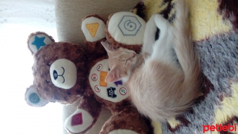 Honey Bear, Kedi  Kumsal fotoğrafı