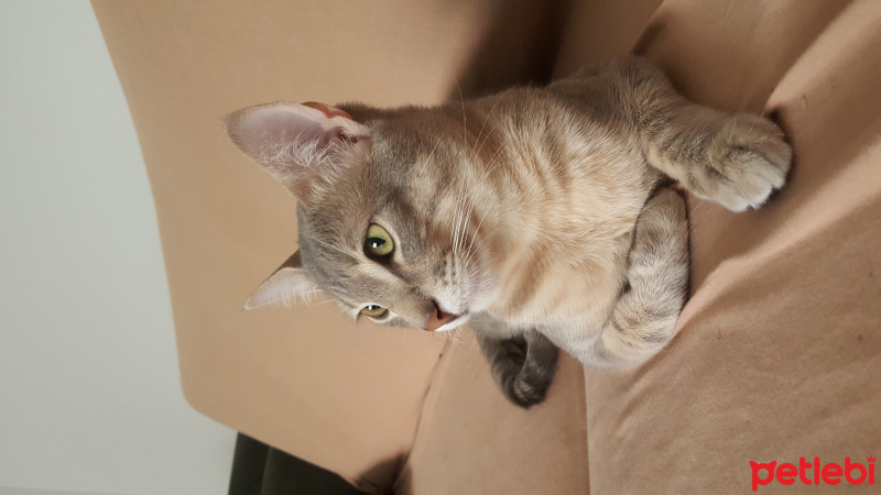 Tekir Kedi, Kedi  Kaplan fotoğrafı