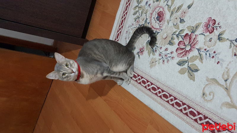 Tekir Kedi, Kedi  Kaplan fotoğrafı