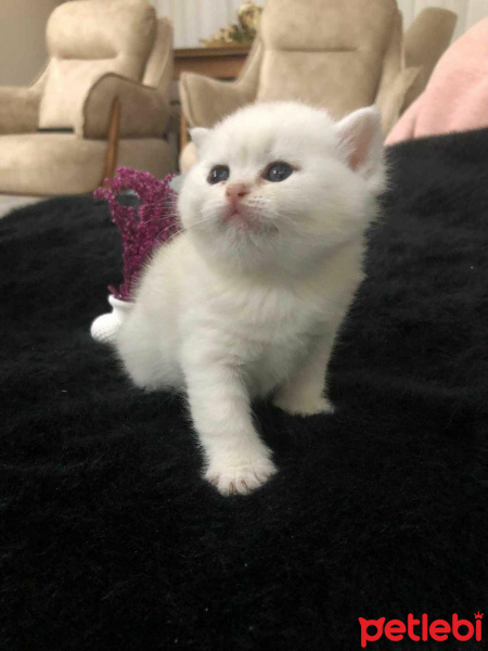 British Shorthair, Kedi  BADE fotoğrafı