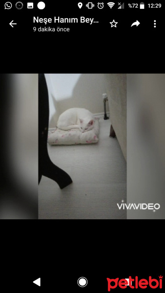 Van Kedisi, Kedi  Prenses fotoğrafı
