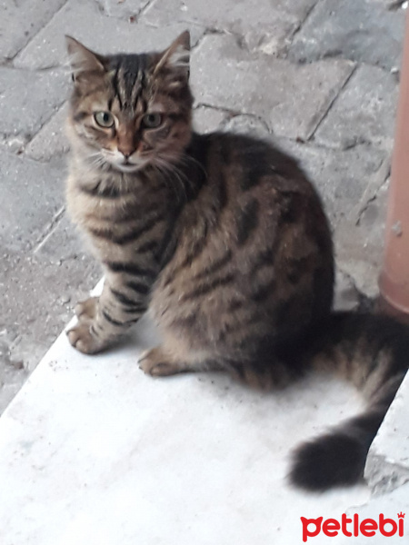 Tekir Kedi, Kedi  Çirkin fotoğrafı