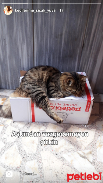 Tekir Kedi, Kedi  Çirkin fotoğrafı