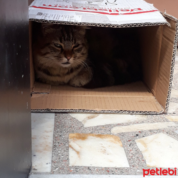 Tekir Kedi, Kedi  Çirkin fotoğrafı