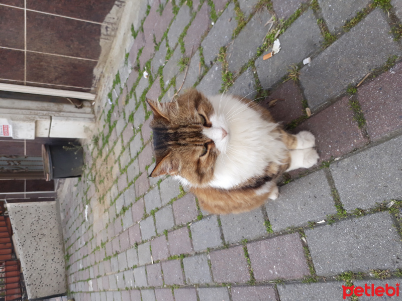 Tekir Kedi, Kedi  Çirkin fotoğrafı