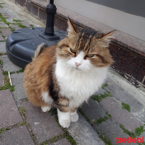 Tekir Kedi, Kedi  Çirkin fotoğrafı