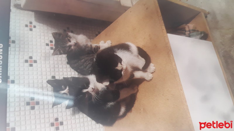 Tekir Kedi, Kedi  Çirkin fotoğrafı