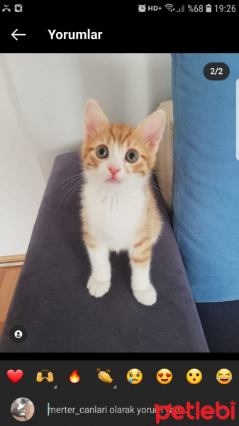 Tekir Kedi, Kedi  Çirkin fotoğrafı
