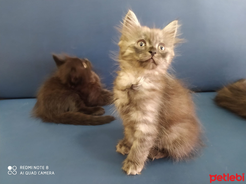 Tekir Kedi, Kedi  Çirkin fotoğrafı