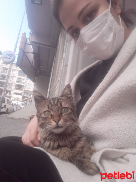 Tekir Kedi, Kedi  Çirkin fotoğrafı