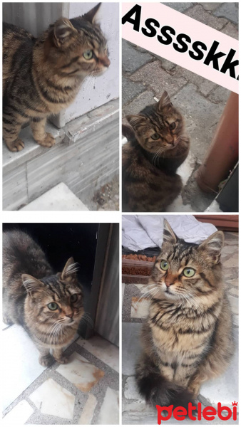 Tekir Kedi, Kedi  Çirkin fotoğrafı