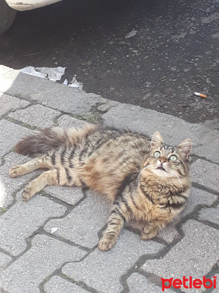 Tekir Kedi, Kedi  Çirkin fotoğrafı