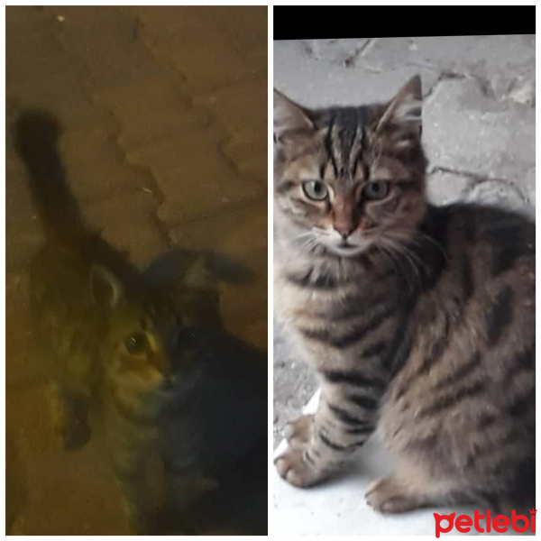 Tekir Kedi, Kedi  Çirkin fotoğrafı