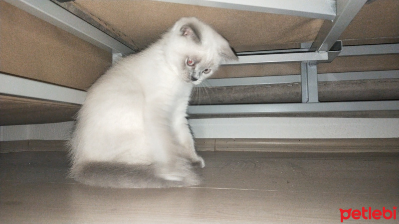 British Shorthair, Kedi  Louis fotoğrafı