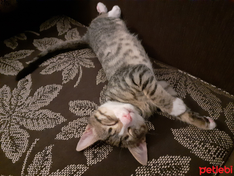 Tekir Kedi, Kedi  Çakıl fotoğrafı