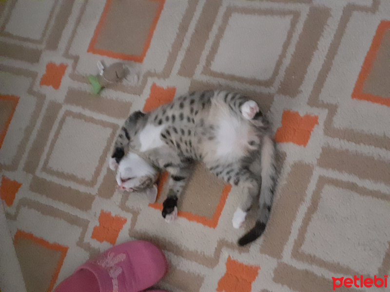 Tekir Kedi, Kedi  Çakıl fotoğrafı