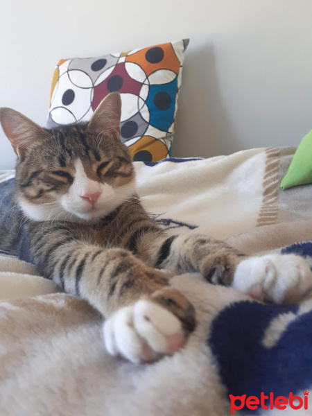 Tekir Kedi, Kedi  Çakıl fotoğrafı