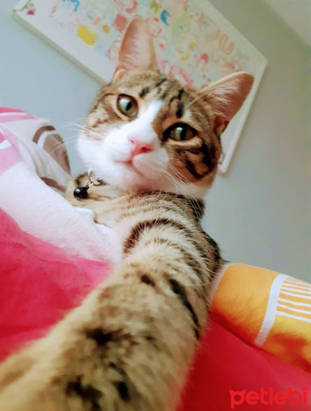 Tekir Kedi, Kedi  Çakıl fotoğrafı