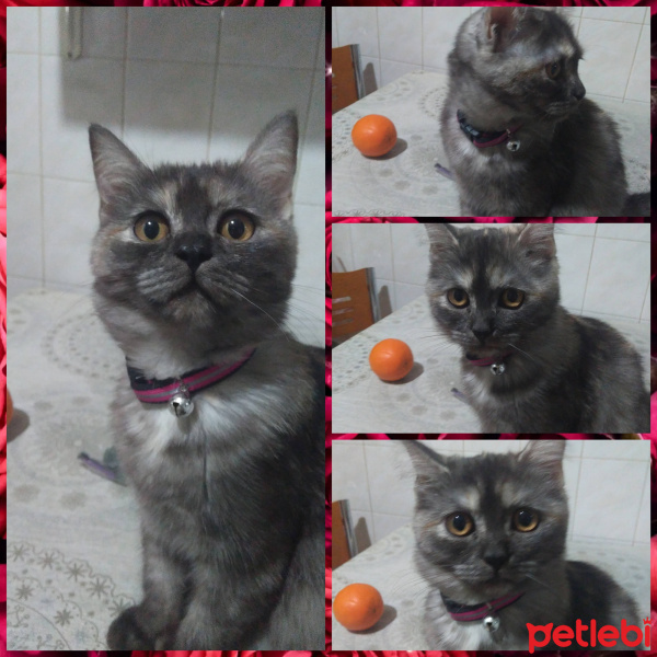 British Shorthair, Kedi  Arya fotoğrafı