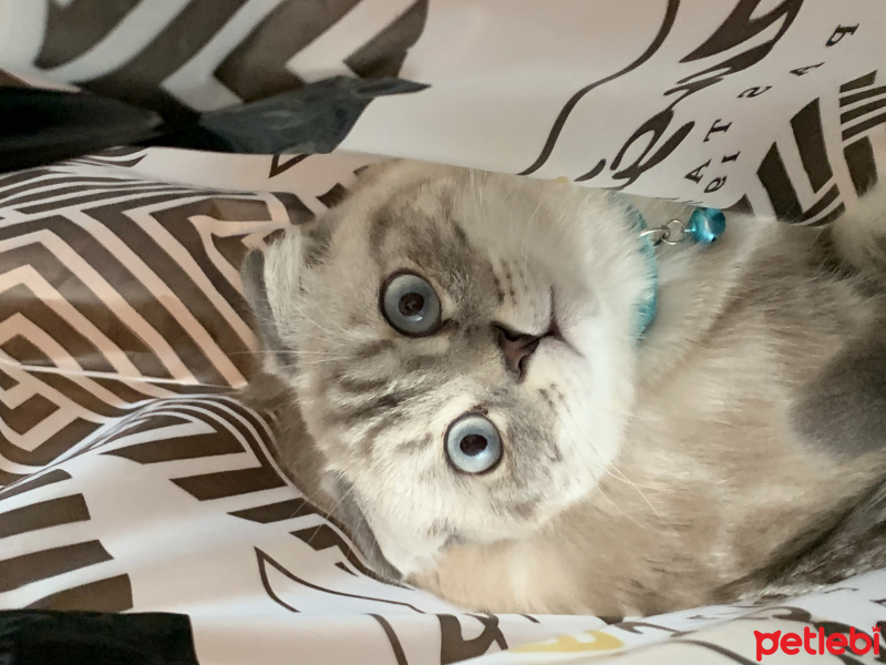 Scottish Fold, Kedi  William fotoğrafı
