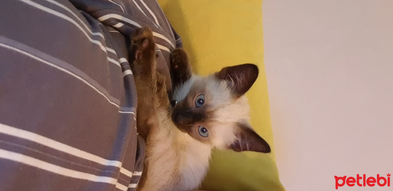Siyam Kedisi, Kedi  Mia fotoğrafı