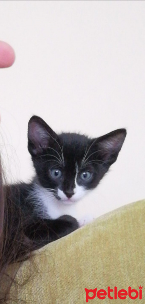 Tekir Kedi, Kedi  bıçkın fotoğrafı