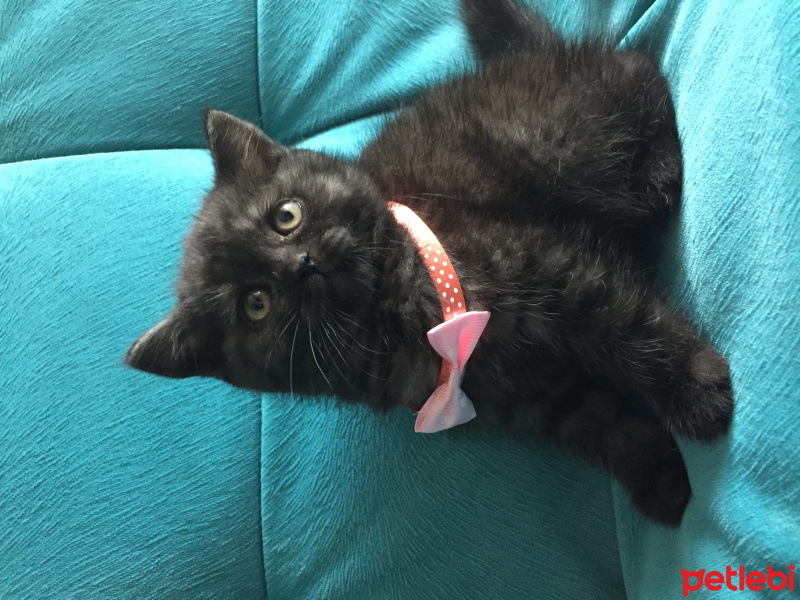 British Shorthair, Kedi  Luna fotoğrafı