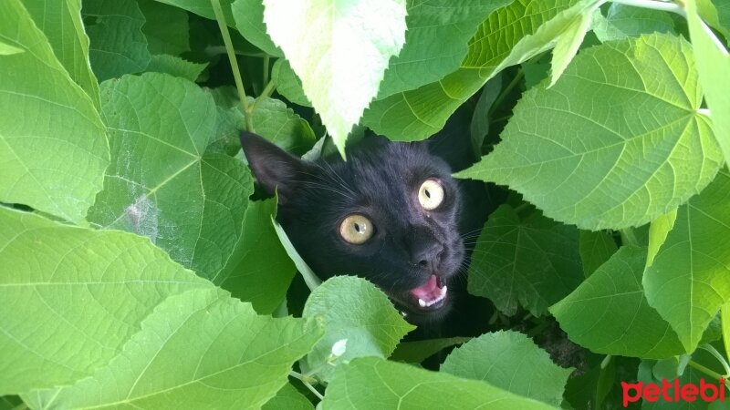 Bombay, Kedi  Finn fotoğrafı