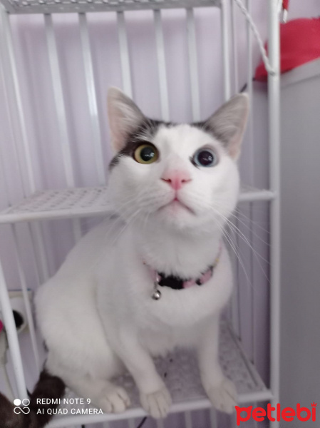 Van Kedisi, Kedi  Gezgin fotoğrafı