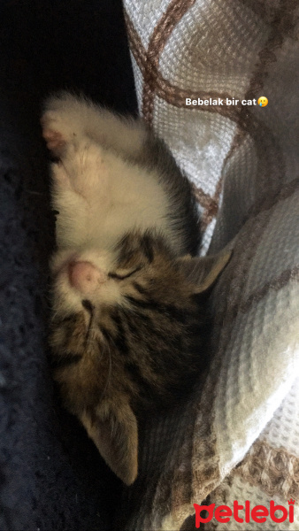 Tekir Kedi, Kedi  Mırıl polat fotoğrafı